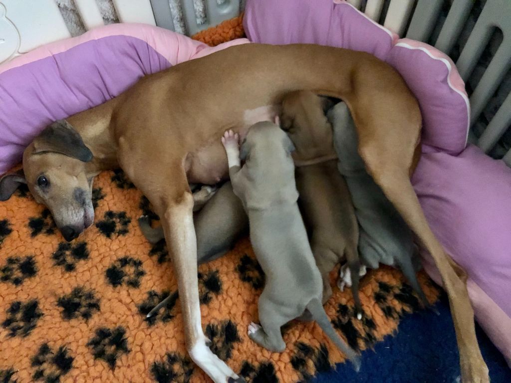 Chiot Azawakh Iman N'Ténéré